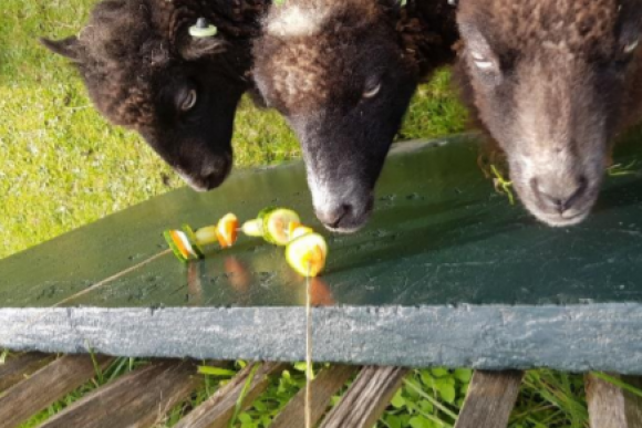 schapen