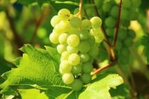 Fermenteren, snoeien en Moestuinieren