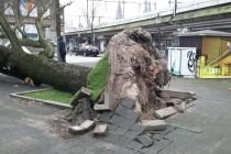 grote boom omgewaaid Hendrick Jonkerplein