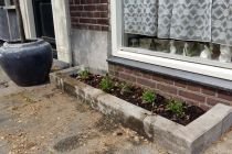 Guerrilla geveltuinen actie geslaagd