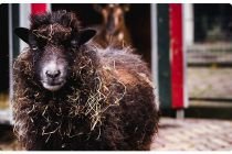 Smikkelen van de natuur op kinderboerderij De Dierencapel